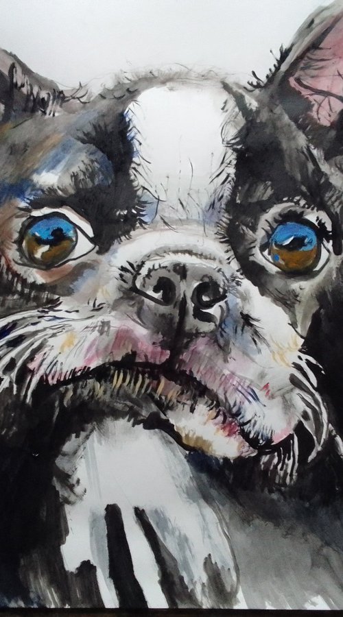 Bostonterrier by Soso Kumsiashvili