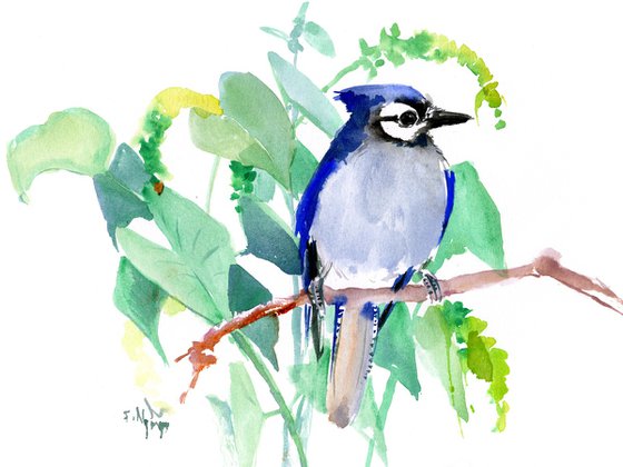 Blue Jay