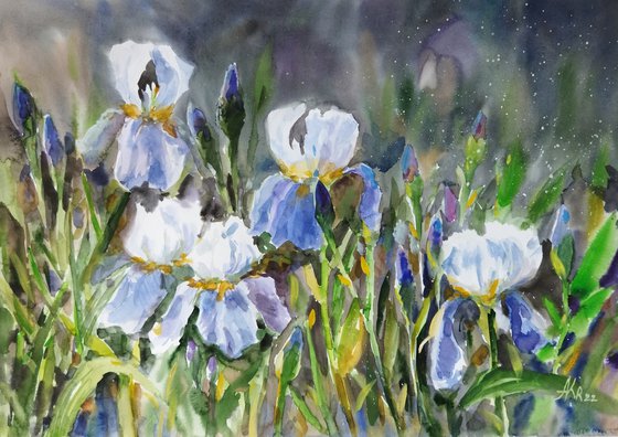 Twilight Irises
