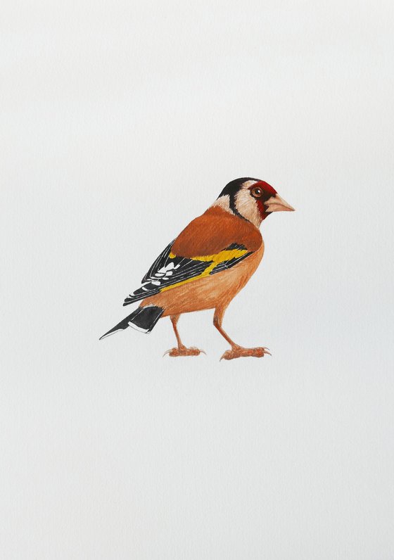 Wise goldfinch