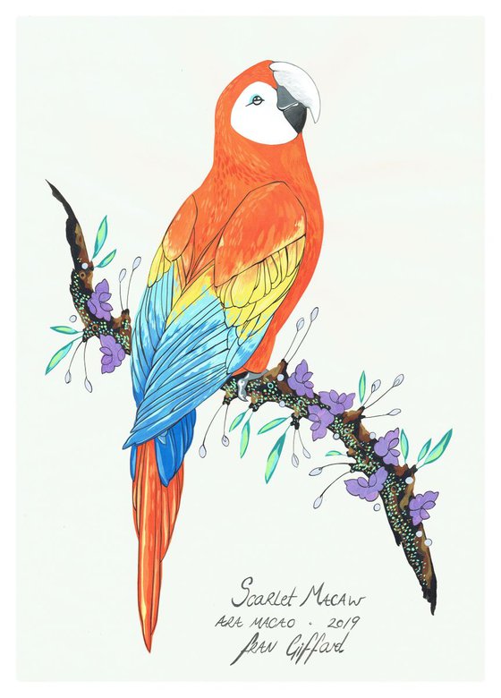 After Audubon . Scarlet Macaw