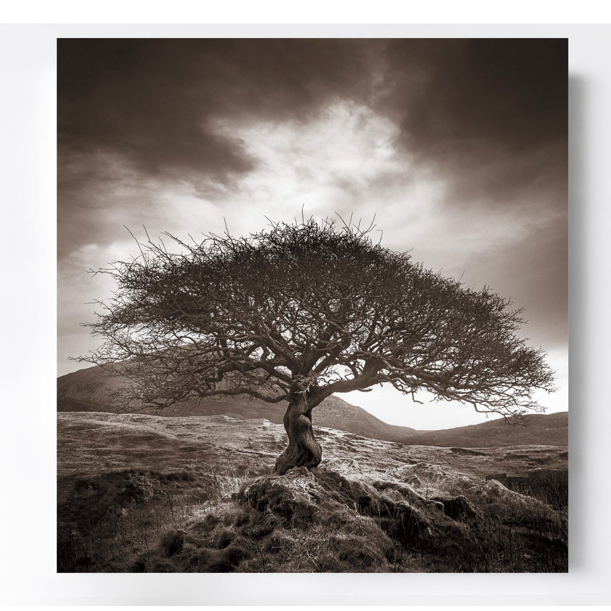 Lone Tree Print - The One Tree by Lynne Douglas
