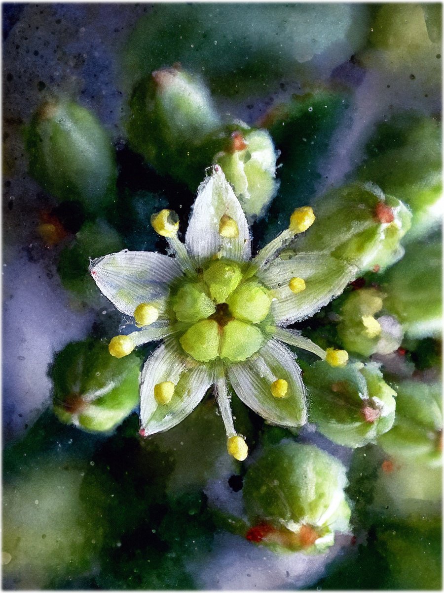 Impressionistic Botanical Photograph By Inna Etuvgi, 12 X 16, Tiny Sedum Star, Matted, Original Artwork