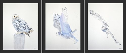 Snowy owl (set of three) by Neha Soni