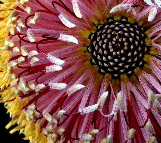 Strawberry Banksia