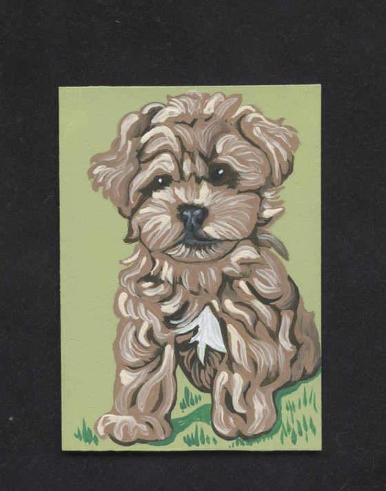 ACEO ATC Original Miniature Painting Maltipoo Pet Dog Art-Carla Smale