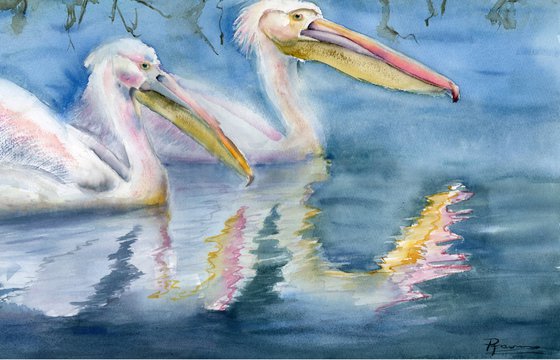 Two swimming pelicans