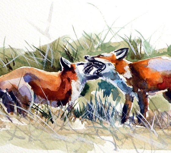 Foxes fighting