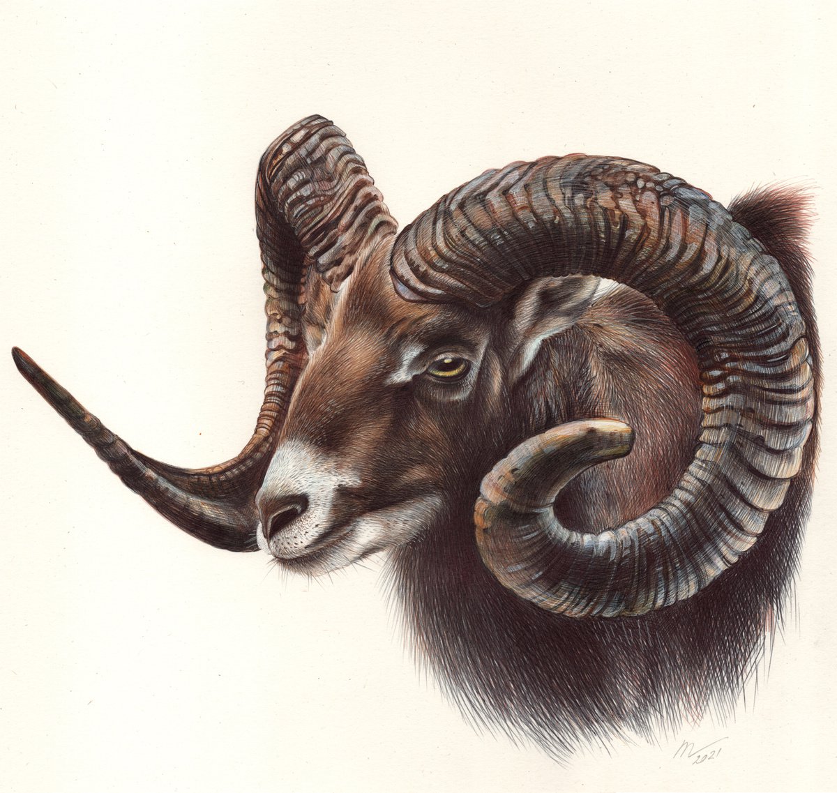 Mouflon by Daria Maier