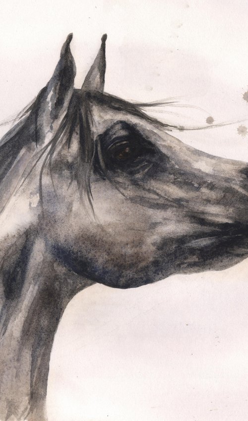 Watercolour Horse Painting - Original Grey Arab - Framed by Alison Fennell