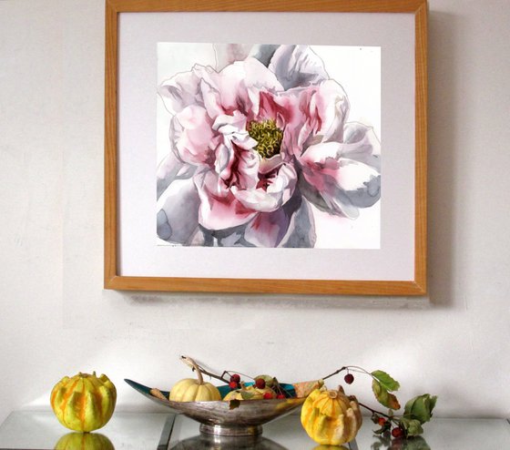 pink and white peony