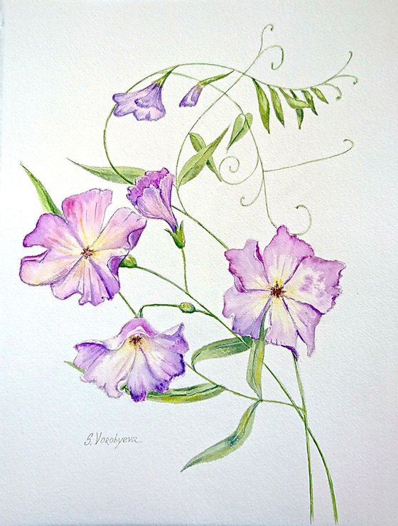 Sweet pea. Watercolor painting on paper.