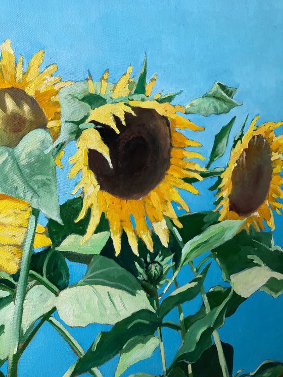 Ukrainian sunflowers and peaceful sky