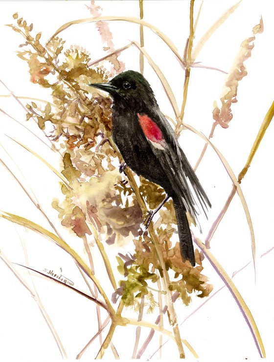 Red Winged Blackbird