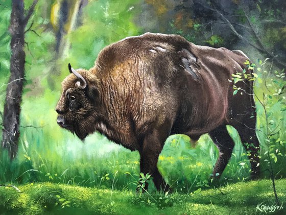 Bison