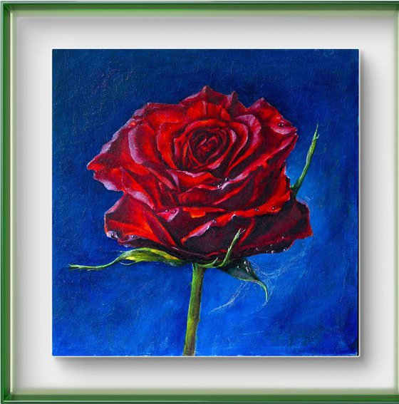 Rose on blue