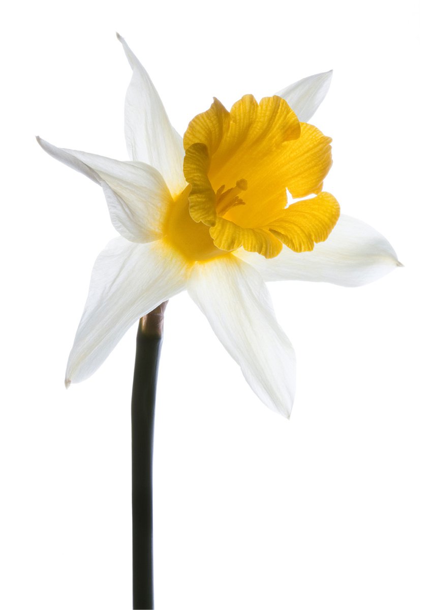 Narcissus (Daffodil) by Kate Kuzminova