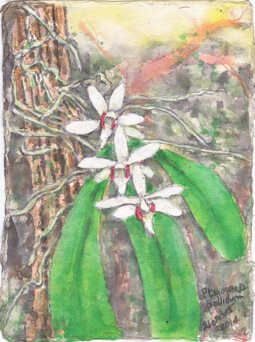 Impressionistic Botanical Acrylic Painting By Gordon T., 8 X 11, Pteroceras Pallidum, Original Artwork