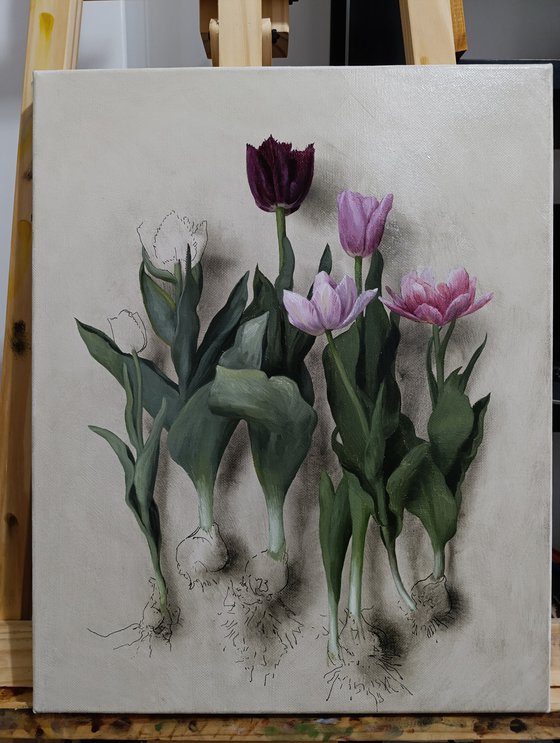 Tulip bulbs 02