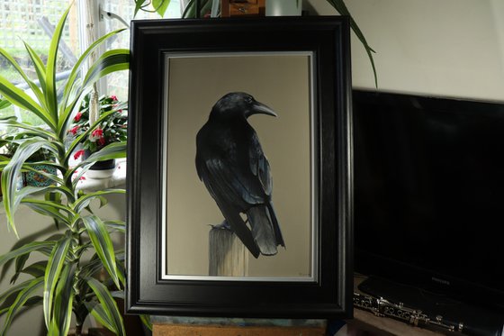 Crow, Portrait of a Black Crows, Oil Painting, Bird Artwork, Animal Art Original, Not Print