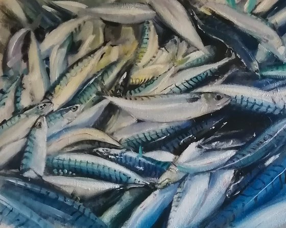 Mackerel catch