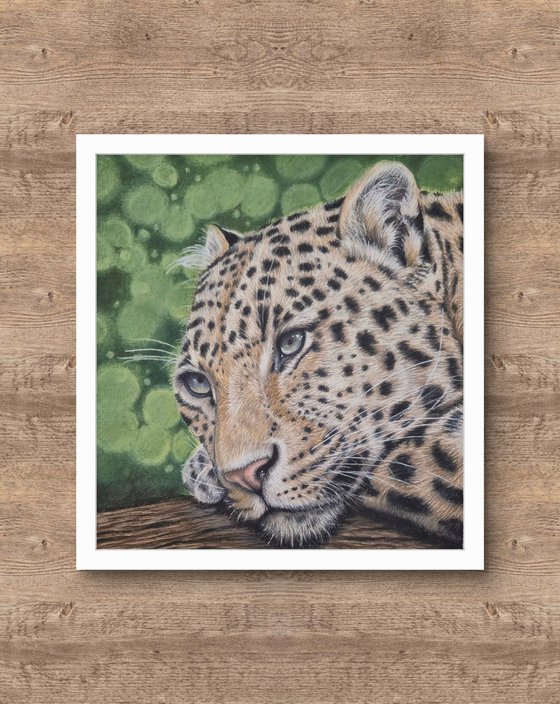 Leopard - Little big cats series no. 1