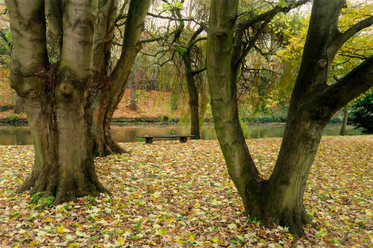 Impressionistic Landscape Photograph By Martin Fry, 21 X 15", Autumn Carpet, Original Artwork