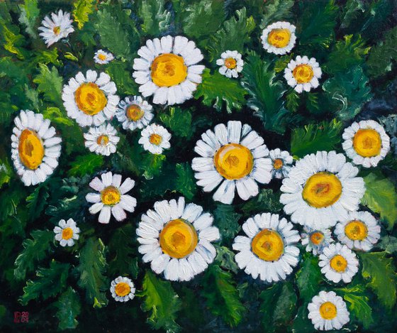 White Daisies