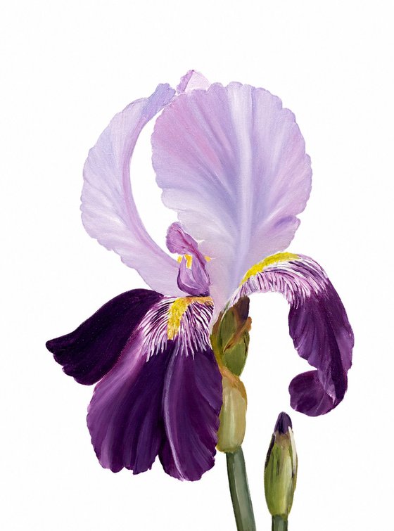 Iris flower spring, garden, botanical