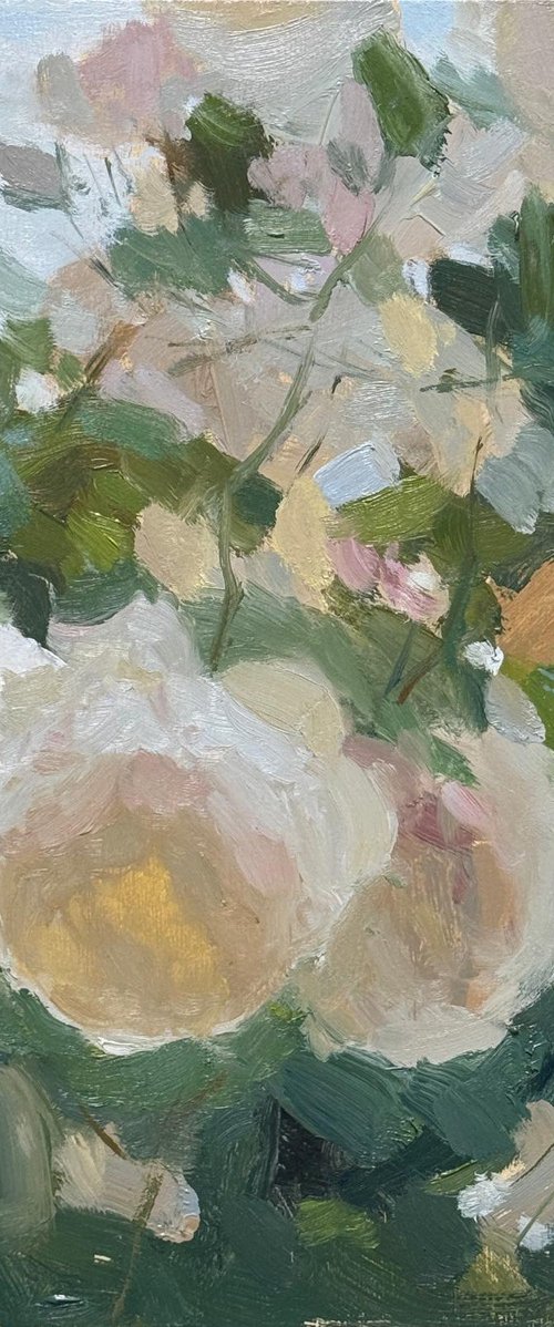 Iceberg Roses, Evening Light by Alex James Long