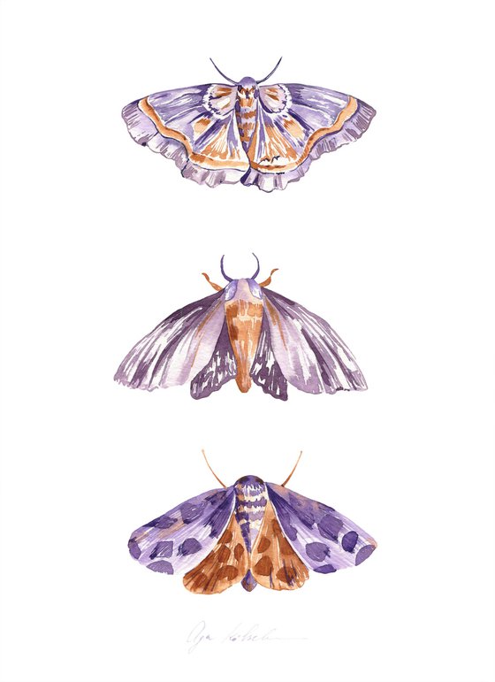 Mystery Moths 2