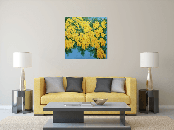 Mimosas in Bloom