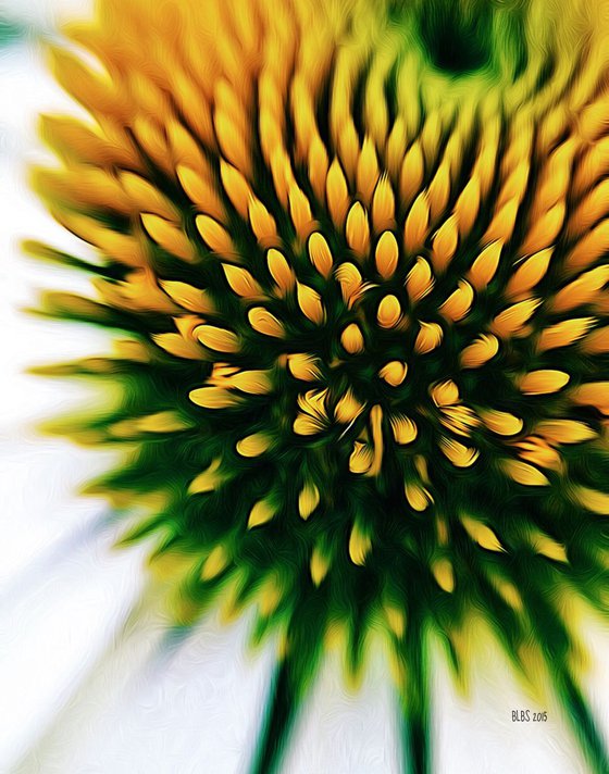 Centre of a Daisy