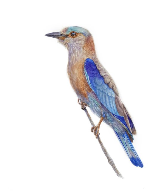 European Roller