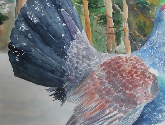 WOOD GROUSE