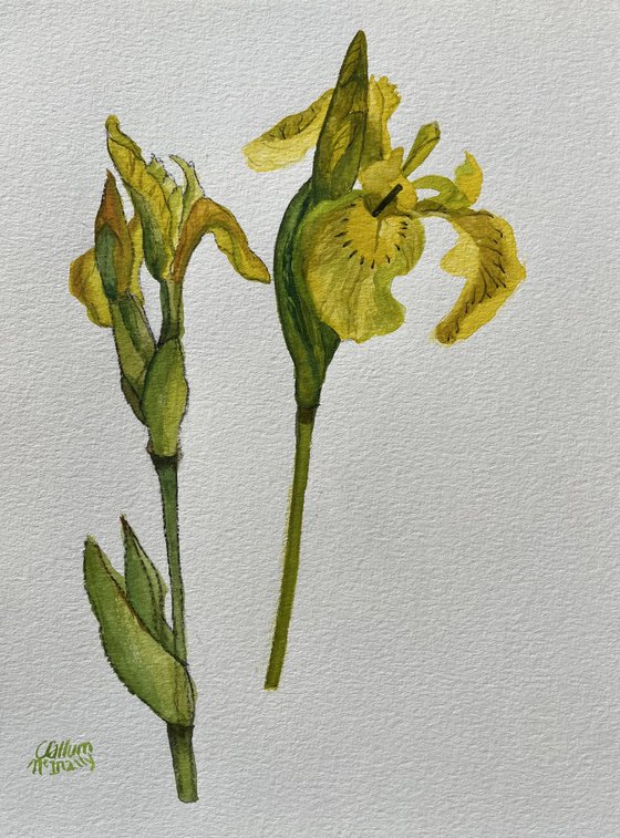 Wild Flag Iris