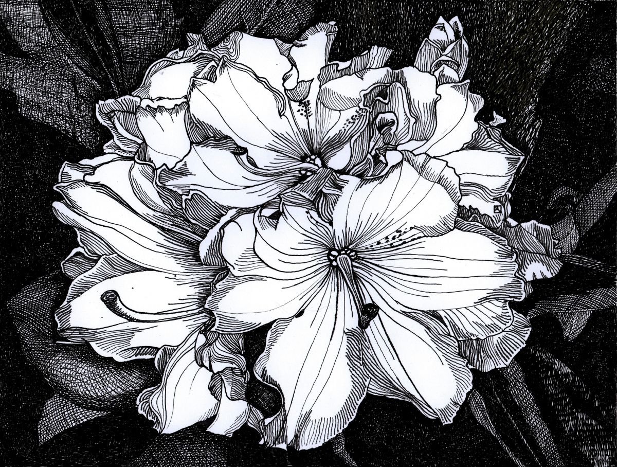 MELROSE FLASH RHODODENDRON by Nives Palmic