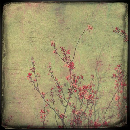 Pink blossom by Nadia Attura