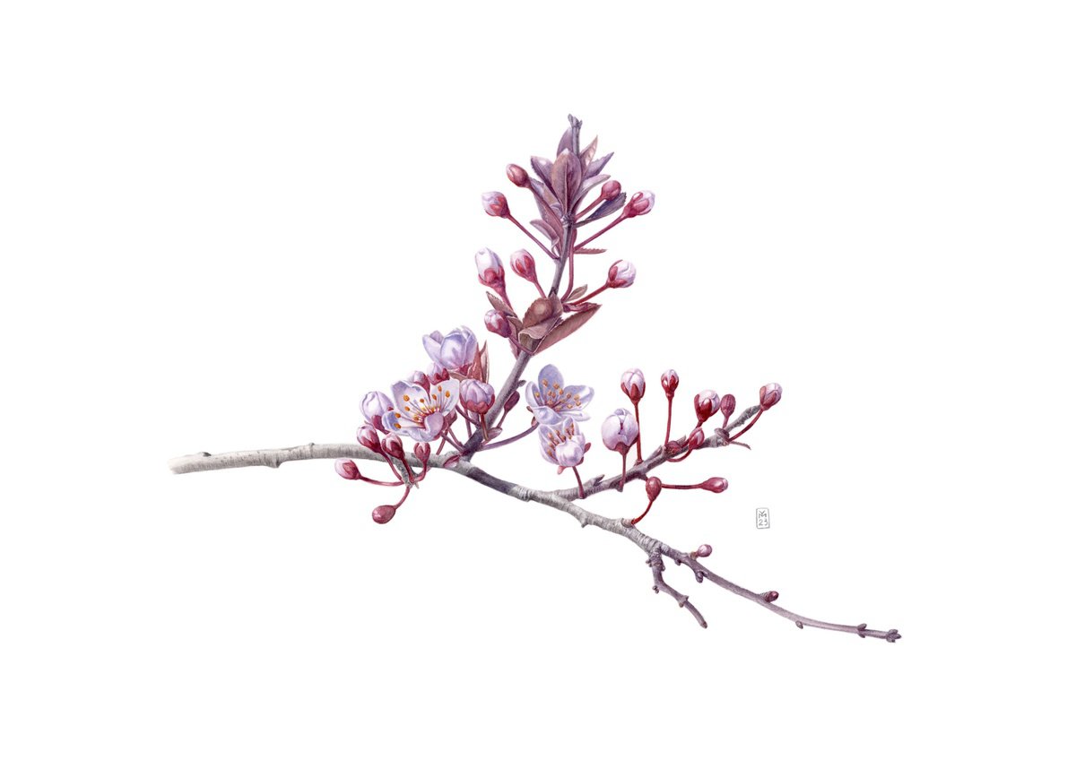 Photorealistic Botanical Watercolour By Yuliia Moiseieva, 21 X 15", Sakura Blossom, Original Artwork