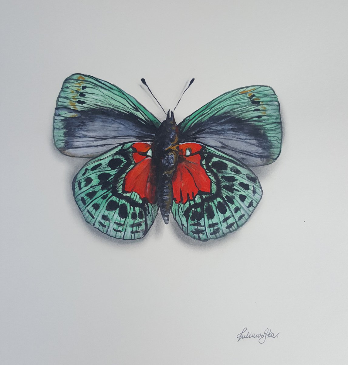 Butterfly Collection - Callithea Optima Verso by Maja Tulimowska - Chmielewska
