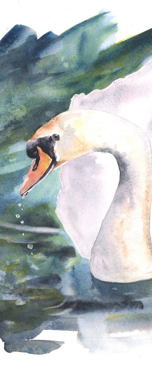 Swan Study by Sarah Stowe