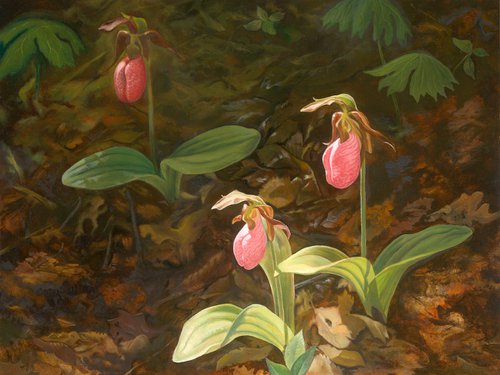 Pink Lady Slippers by John Harne
