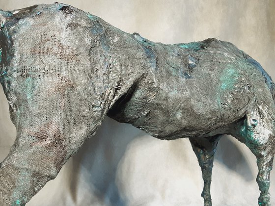 Equus