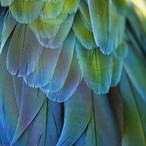 Blue Feathers #2 by Alicia Bock