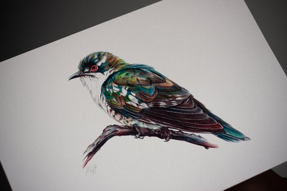 Diederik Cuckoo