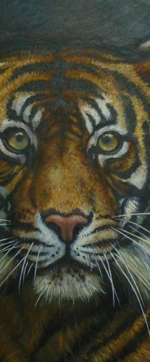 Majestic Tiger by Martin J Leighton