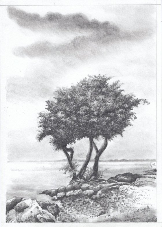 Monterey Cypress Tree II