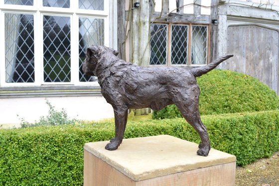 Standing Border Terrier BR