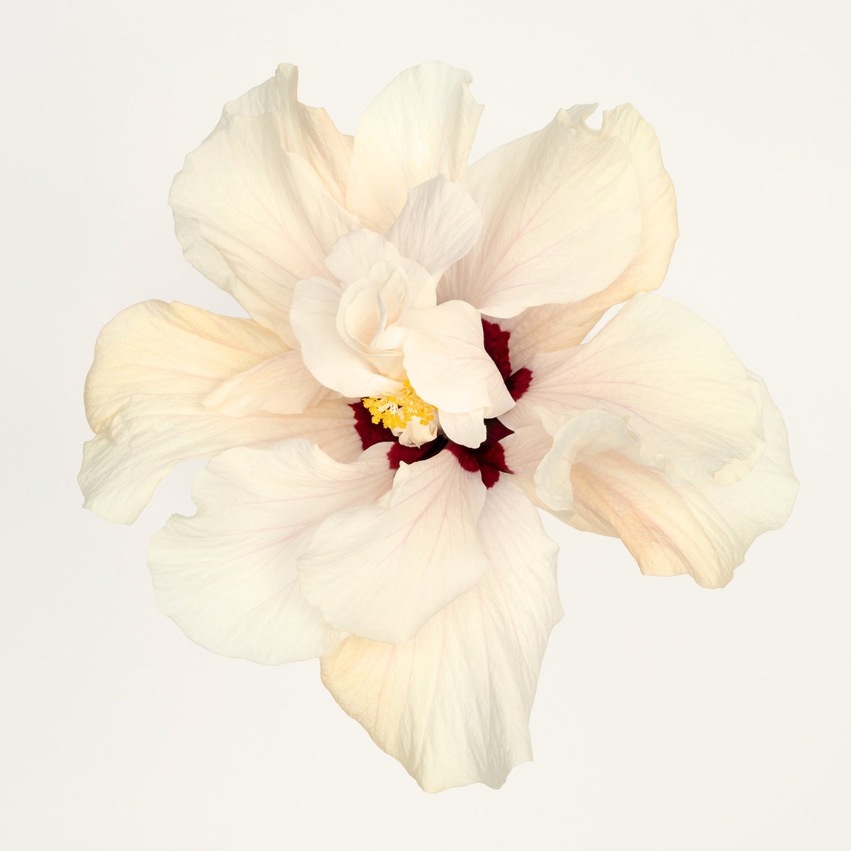 Photorealistic Botanical Photograph By Andrew Lever, 50 X 50, Hibiscus In White, Original Artwork