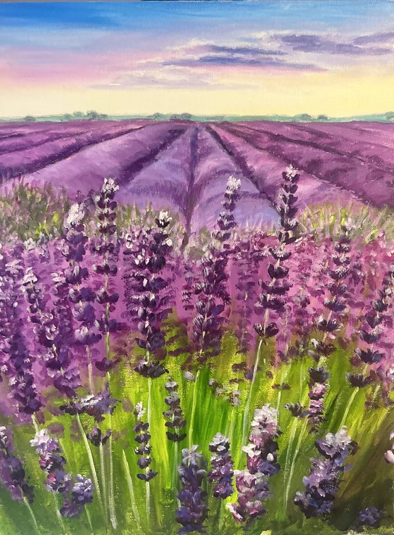 Lavender Field